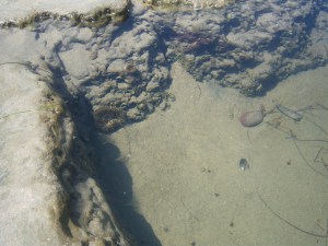 Sea anenome in tide pool on Flat Rock